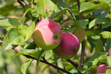 Ripe red apples on a branch of an apple tree close-up.