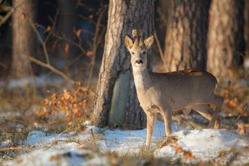 Sarna © Pawel