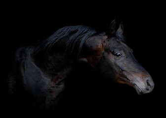 Fototapeta na wymiar czarny koń