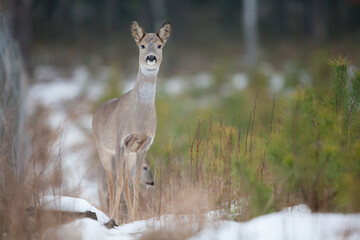 Sarna © Pawel