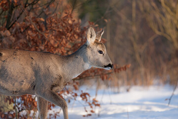 Sarna © Pawel