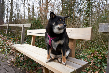 black and tan shiba inu is posing on a wooden bench