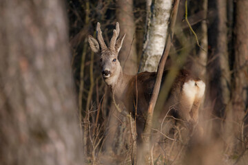 Sarna © Pawel