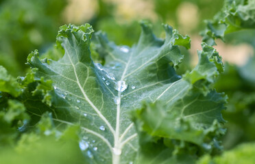 Rocket or Arugula Eruca Sativa grown at the greenhouse