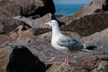 Adult Herring Gull (Larus argentatus) in park, Germany