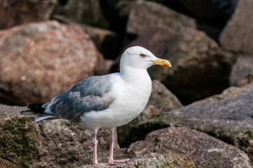 Adult Herring Gull (Larus argentatus) in park, Germany