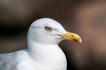 Adult Herring Gull (Larus argentatus) in park, Germany