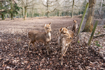 a group of deer and stags in the forest