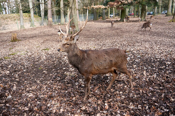 a group of deer and stags in the forest