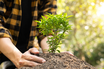 The young man's hands are planting young seedlings on fertile ground, taking care of growing plants. World environment day concept, protecting nature