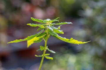 Euonymus japonicus or evergreen spindle or Japanese spindle