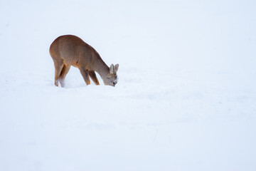 Sarna © Pawel