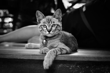 focus of short hair cat on black and white mood