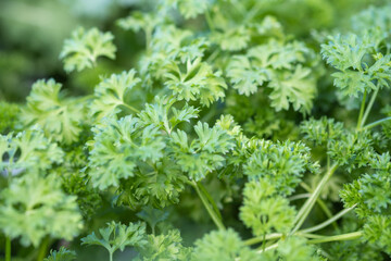 Celery (Apium graveolens), marshland plant