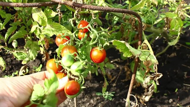 Growing Cheri Tomatoes. Crop tomatoes in bunches.