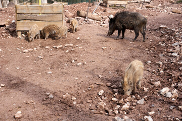 a group of wild boars in their habitat