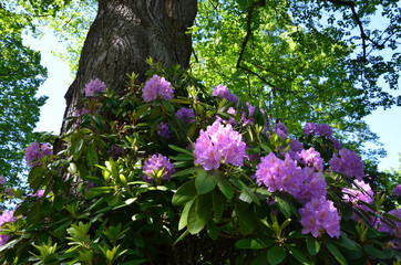 Rhododendron im Bark blüht lila