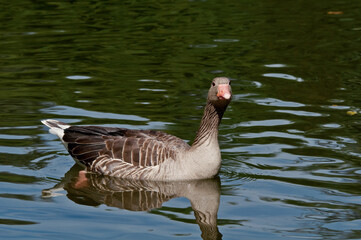 Fototapeta premium Greylag Goose (Anser anser) in park, Germany