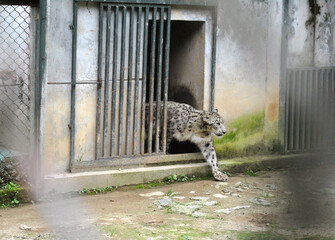 Snow leopard named Malaika walking out of the cage at Himalayan Zoological Park in Gangtok. This...