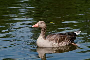 Greylag Goose (Anser anser) in park, Germany