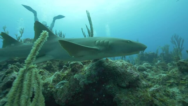 Slo Mo Pan: Nurse Shark Swimming Near Divers Over Coral Reef
