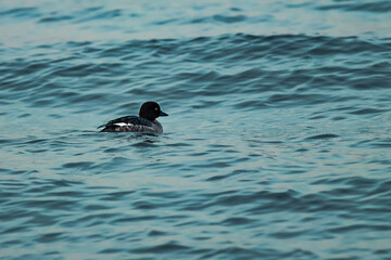 duck in the water