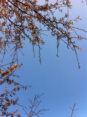 tree branches against blue sky