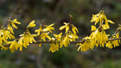
Close-up on flowers with blooming yellow flowers and  buds on brown stems of Border forsythia  (Forsythia × intermedia)