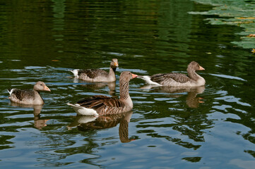Obraz premium Greylag Goose (Anser anser) wint goslings in park, Germany