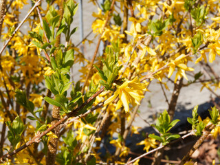 Forsythia × intermedia 'Karl Sax' or Border forsythia cultivar. Deep yellow flowers with large petals and orange lines in the throat