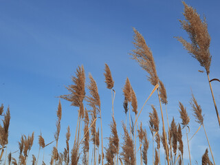 reed against blue sky