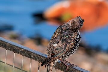 Common Starling (Sturnus vulgaris) in park, Central Russia