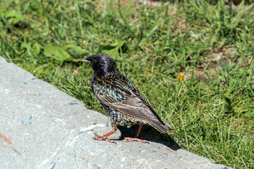 Common Starling (Sturnus vulgaris) in park, Central Russia