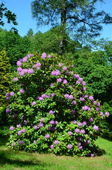 Rhododendronblüte im Park