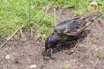 Common Starling (Sturnus vulgaris) in park, Central Russia