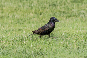 Common Starling (Sturnus vulgaris) in park, Central Russia
