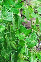 A bush with green peas. Green pea pods. Growing peas in the country garden.