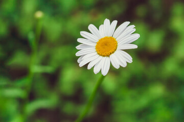 Fototapeta premium Chamomile flower leucanthemum in the garden, selective focus, blurred bokeh background