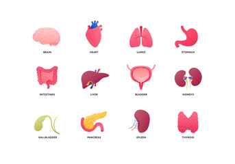 Human organ icon collection. Vector flat color anatomical illustration. Nervous, cardivascular, digestive systems, internal organs and glands. Design element for medicine, biology, education.