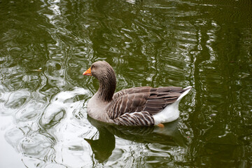 white and brown goose swims in a pond