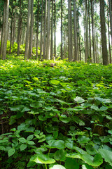 山わさび