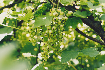 Unripe currant berries