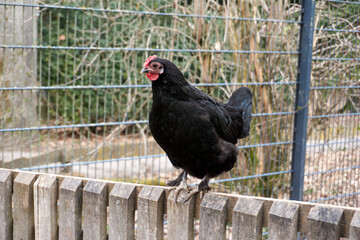black chicken is sitting on a wooden fence