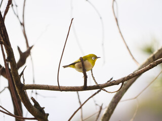 枯れ枝に止まったメジロ