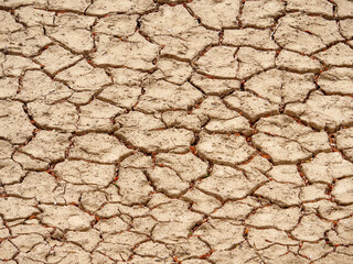 干上がった池のひび割れた土