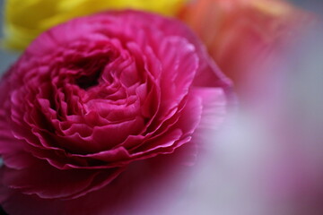 ラナンキュラス