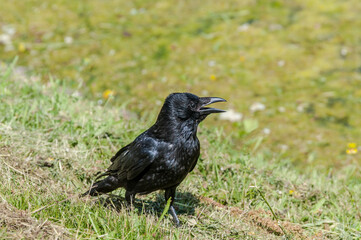 Carrion Crow (Corvus corone) in park, Keil, Schleswig-Holstein, Germany