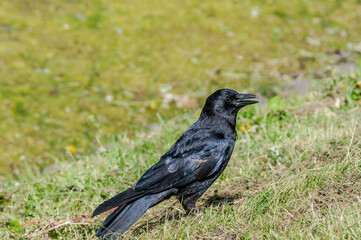 Obraz premium Carrion Crow (Corvus corone) in park, Keil, Schleswig-Holstein, Germany