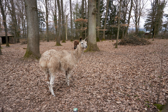 brown llama is standing in the forest