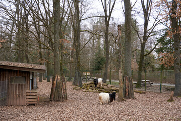 black highland cattle is standing in its enclosure